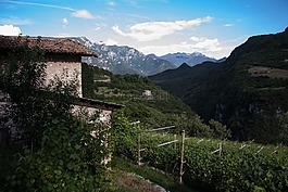 葡萄園,葡萄種植,石屋