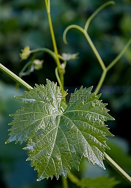 weinbatt,葡萄種植,纏繞