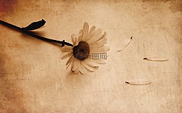 花,花瓣,自然