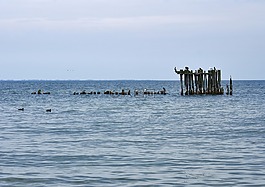 海,鳥,藍(lán)色