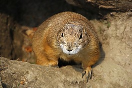 草原土撥鼠,nager,嚙齒動物
