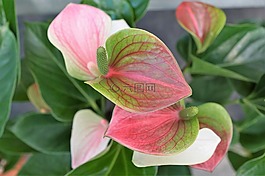 馬蹄蓮,花,玫瑰