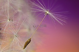 蒲公英,種子,花