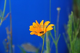 瑪格麗特,花,盛開