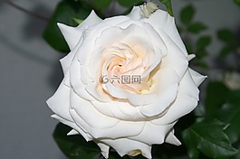 白,玫瑰,開花