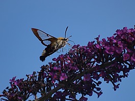 蜂鸟蛾,蝴蝶,昆虫