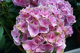 hyazinte,花,紫