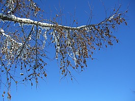 落葉松,冬天,科