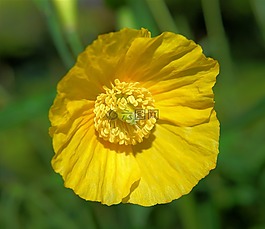 花,開花,黃色