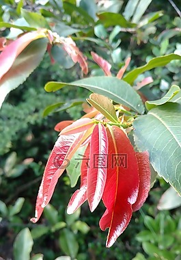 紅色,葉子,植物