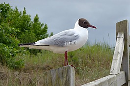 鳥,動(dòng)物世界,性質(zhì)