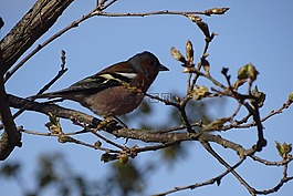 鳥,性質(zhì),小鳥