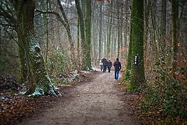 森林,樹木,降雪