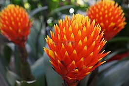 紅色,橙,花