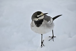 動(dòng)物,鳥,野生鳥類