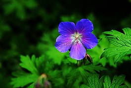 花,开花,storchschnabel