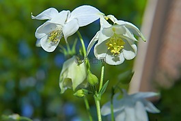 白花,花園,初夏