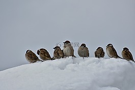 動(dòng)物,鳥,野生鳥類