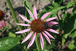 春天,蜜蜂,花
