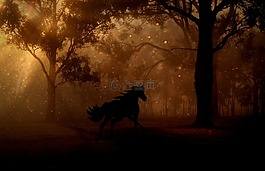 森林,樹木,夜