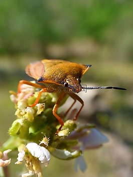 我pentatomid,斑须蝽,甲壳虫