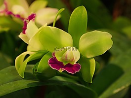 嘉德麗雅,綠花,紅唇