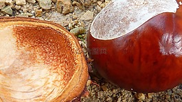 板栗,板栗果仁,板栗果實