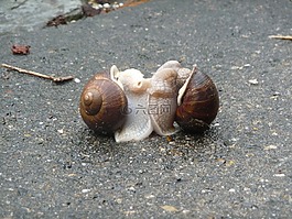 蝸牛,配對,慢