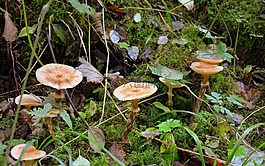 蘑菇,性質(zhì),秋