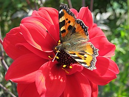 蝴蝶,花卉,花園