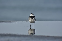 動物,海,鳥