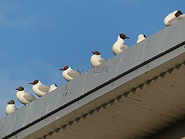 海鷗,動(dòng)物,鳥類