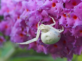dorsata,蜘蛛,性质
