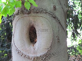 节骨眼,树,自然的树干