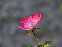 玫瑰,花,粉紅色