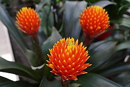 花,廠,紅色