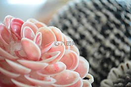 花,紋理,花瓣