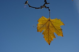 葉,黃色,天空