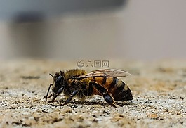 特寫,蜜蜂,外形
