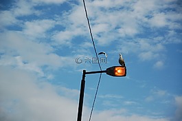 阿姆斯特丹,海鷗,鳥