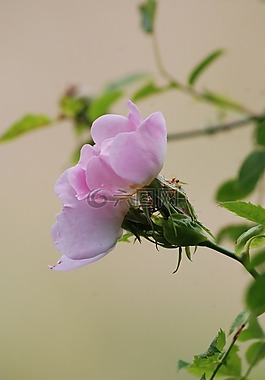 狗,玫瑰,野生