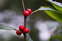紅色,韓國,自然