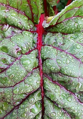 silverbeet,蔬菜,花園
