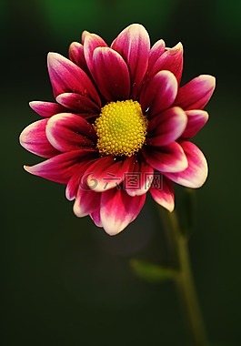 花,粉紅色,自然