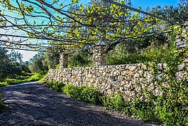 藤,洛基,墻