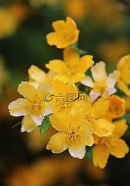 鮮花,黃色,自然