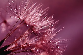 蒲公英,種子,粉紅色