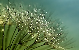 蒲公英,種子,花