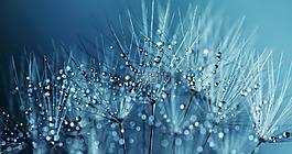 蒲公英,種子,花