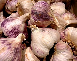 大蒜,紫,頭大蒜